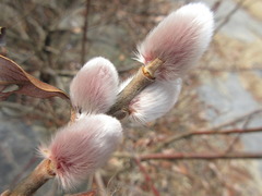 Salix