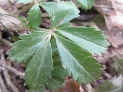 Potentilla kleiniana