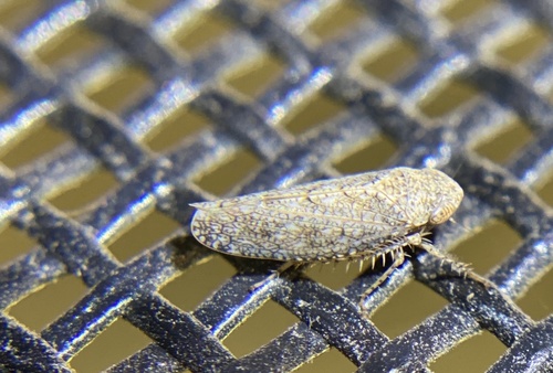 iNaturalist observation photo of Paraphlepsius