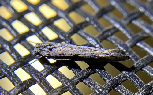 iNaturalist observation photo of Ethmia macneilli