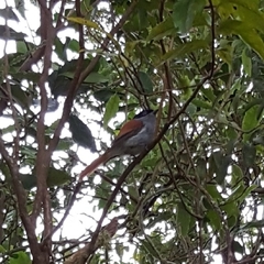 Terpsiphone bourbonnensis