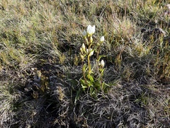 Gentianella diemensis