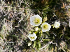 Gentianella diemensis