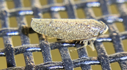 iNaturalist observation photo of Texananus