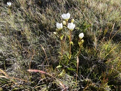 Gentianella diemensis