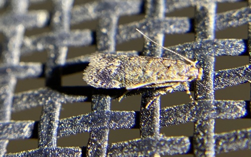 iNaturalist observation photo of Aroga