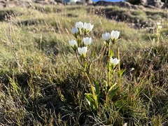 Gentianella diemensis