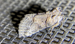 Abrostola parvula