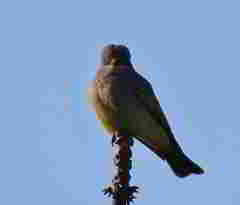 Tyrannus vociferans