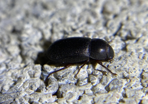 iNaturalist observation photo of Edrotini