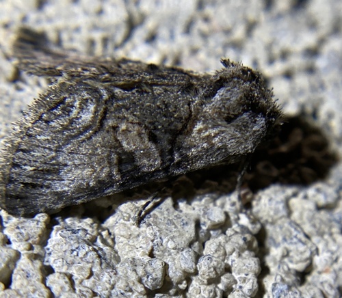 iNaturalist observation photo of Abrostola parvula