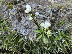 Gentianella diemensis