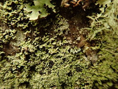 Psoromidium aleuroides