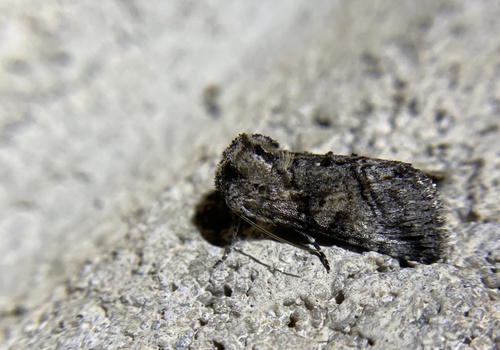 iNaturalist observation photo of Abrostola parvula
