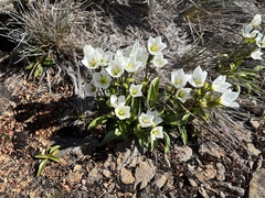 Gentianella diemensis