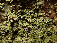 Psoromidium aleuroides