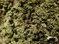 Psoromidium aleuroides