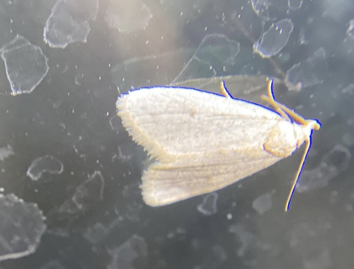 iNaturalist observation photo of Butterflies and Moths