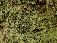 Psoromidium aleuroides