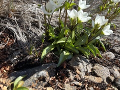 Gentianella diemensis