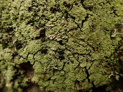 Psoromidium aleuroides