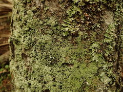 Psoromidium aleuroides