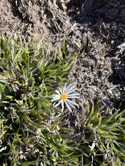 Celmisia asteliifolia