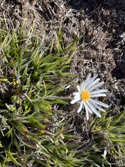Celmisia asteliifolia