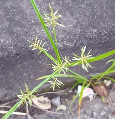 Cyperus sphacelatus