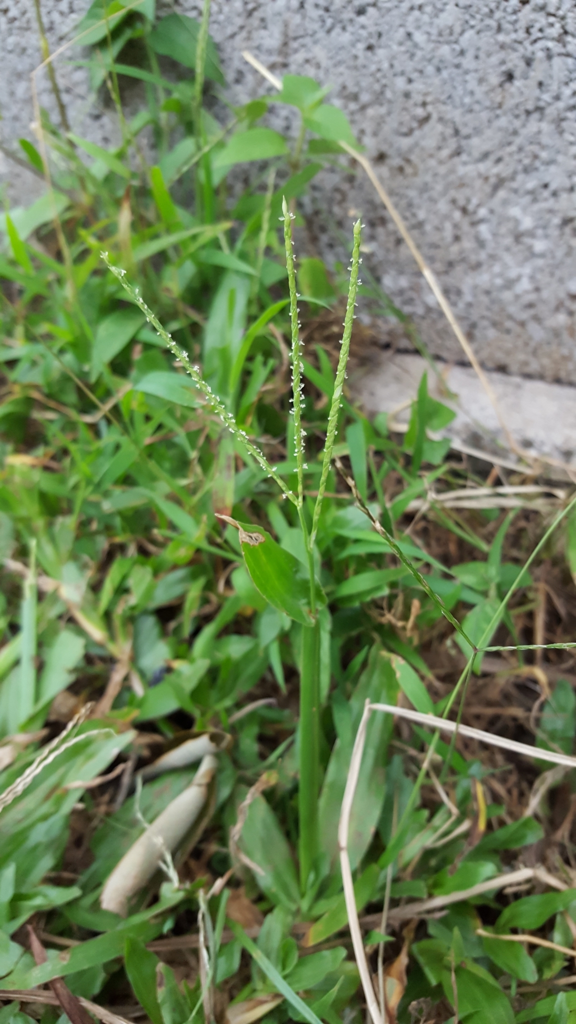 (c) François Rousseu, certains droits réservés (CC BY-NC) https://www.inaturalist.org/observations/106590556