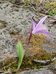 Pleione formosana