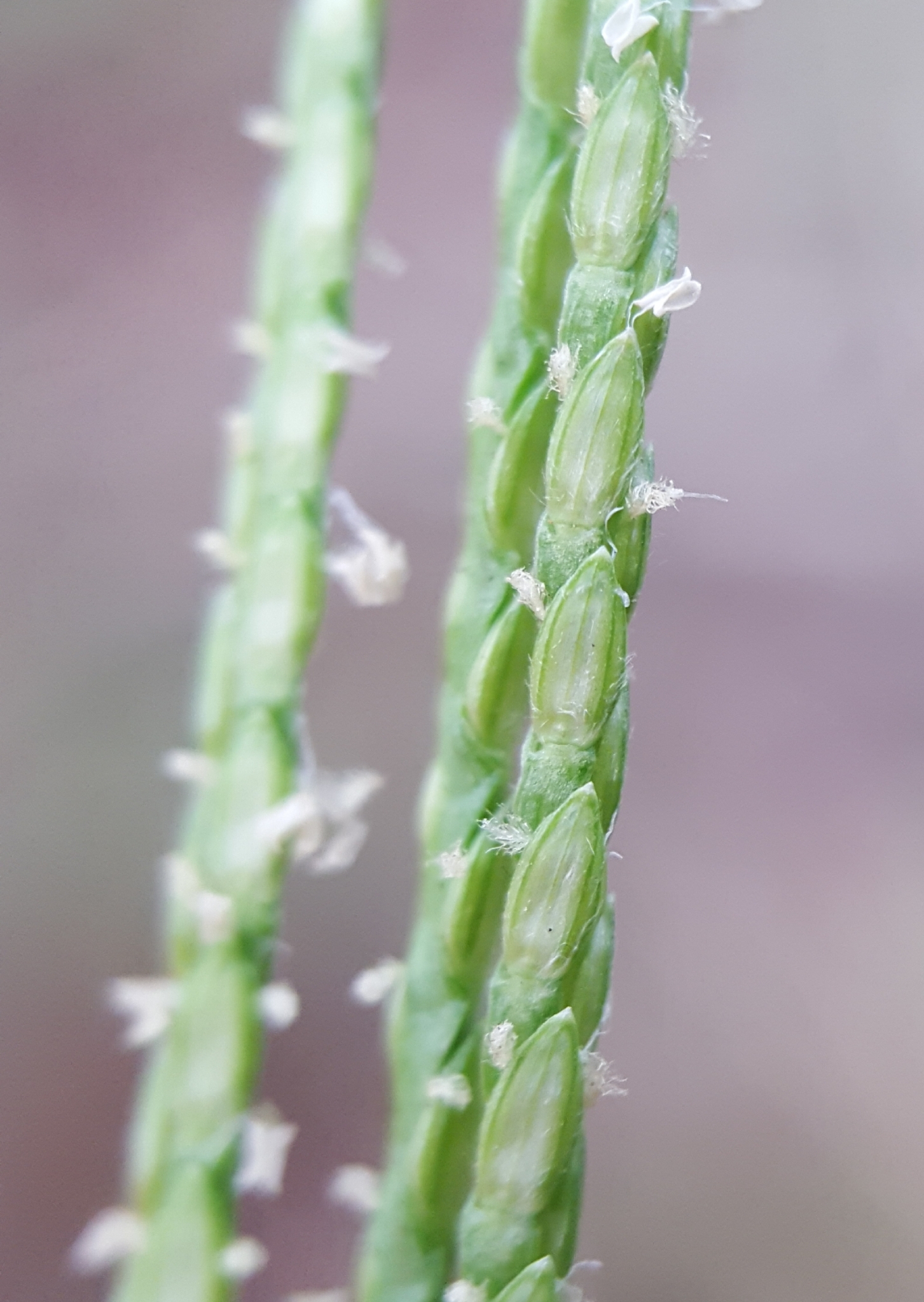 (c) François Rousseu, certains droits réservés (CC BY-NC) https://www.inaturalist.org/observations/106590556
