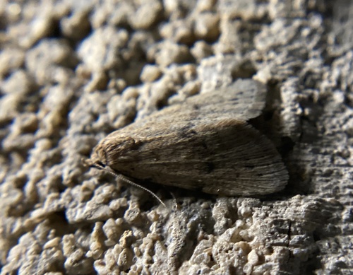 iNaturalist observation photo of Owlet Moths and Allies