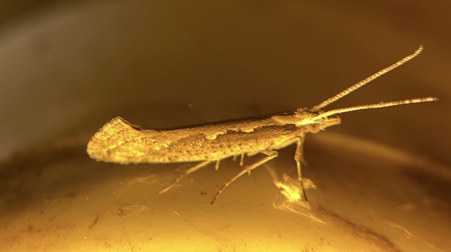 iNaturalist observation photo of Diamondback Moth