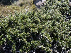 Coprosma nitida