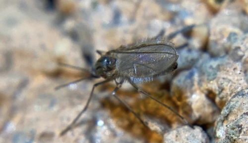 iNaturalist observation photo of Gall and Forest Midges