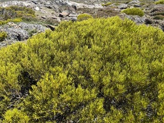 Orites acicularis