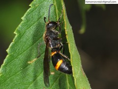 Pararrhynchium ornatum bifasciatulum