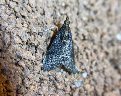 iNaturalist observation photo of Frosted Pyrausta