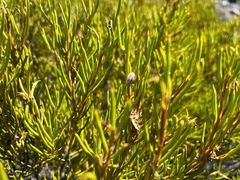 Orites acicularis