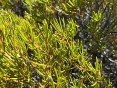 Orites acicularis