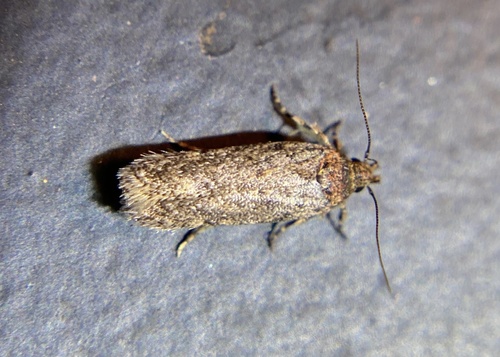 iNaturalist observation photo of Bryotropha