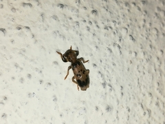 Pelonium maculicolle