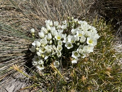 Gentianella diemensis