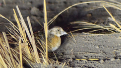Turnix pyrrhothorax