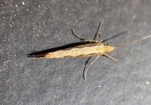 iNaturalist observation photo of Diamondback Moth