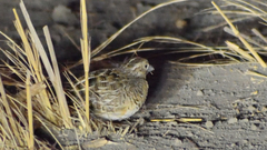 Turnix pyrrhothorax