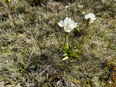 Gentianella diemensis