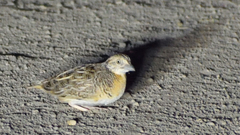 Turnix pyrrhothorax