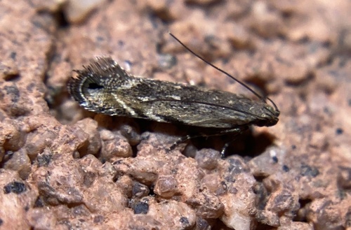iNaturalist observation photo of Leucogoniella californica